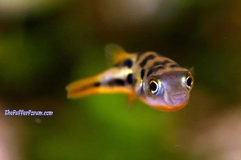 觀賞魚會不會吃小魚_什么觀賞魚會吃其他魚或小魚_小魚會吃魚食嗎