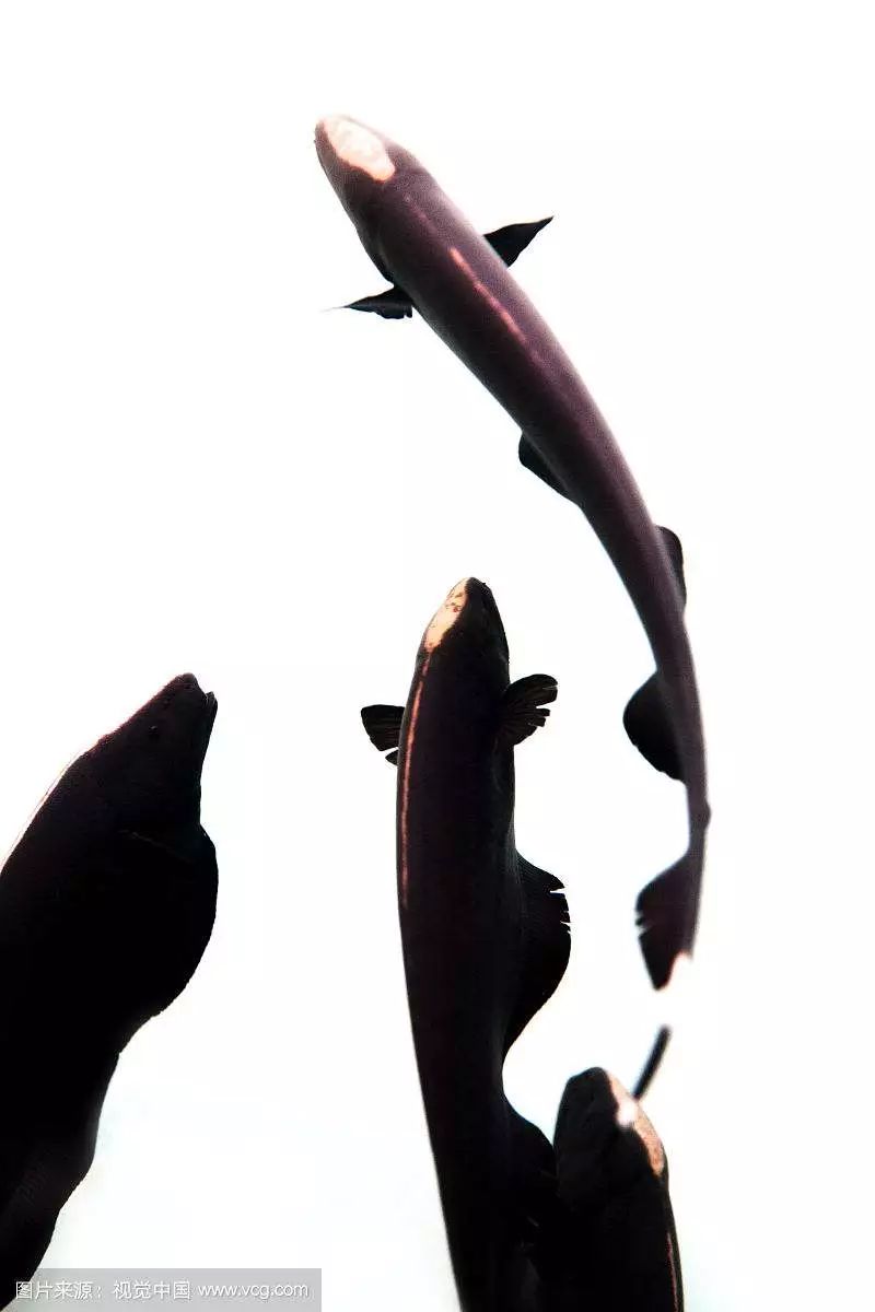 什么觀賞魚會吃其他魚或小魚_小魚會吃魚食嗎_觀賞魚會不會吃小魚