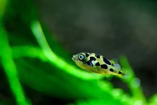 觀賞魚會不會吃小魚_什么觀賞魚會吃其他魚或小魚_小魚會吃魚食嗎