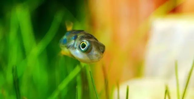 小魚會吃魚食嗎_觀賞魚會不會吃小魚_什么觀賞魚會吃其他魚或小魚