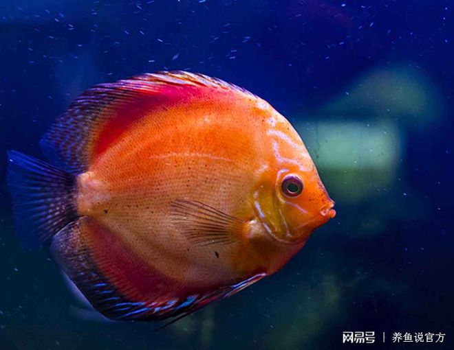 網紅觀賞魚_紅魚觀賞魚_觀賞蝦可以和魚混養嗎