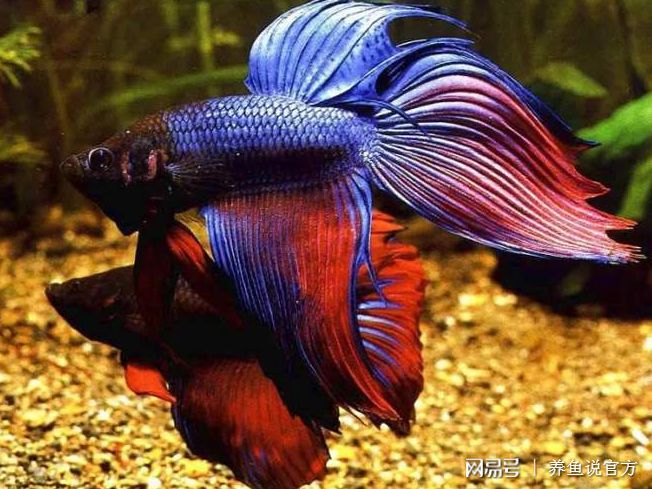 網紅觀賞魚_紅魚觀賞魚_觀賞蝦可以和魚混養嗎
