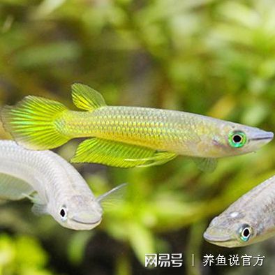 網紅觀賞魚_觀賞蝦可以和魚混養嗎_紅魚觀賞魚