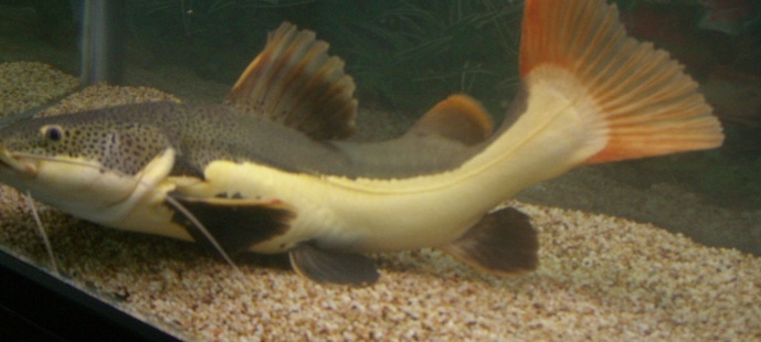 觀賞招財魚有哪些_招財貓觀賞魚圖片_觀賞招財貓魚圖片大全大圖