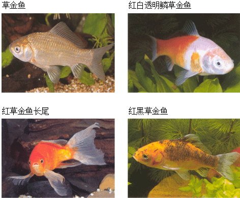 三角狀的魚_三角形的觀賞魚_三角形魚叫啥