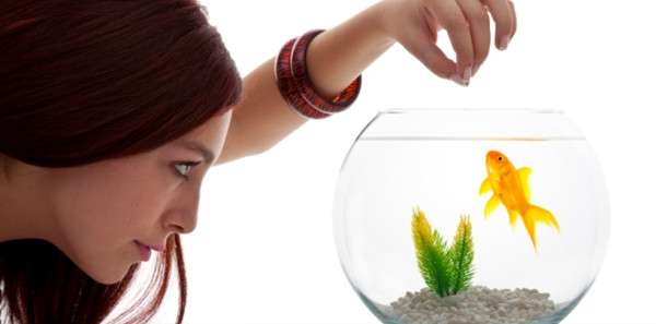 三角形魚叫啥_三角形的觀賞魚_三角狀的魚