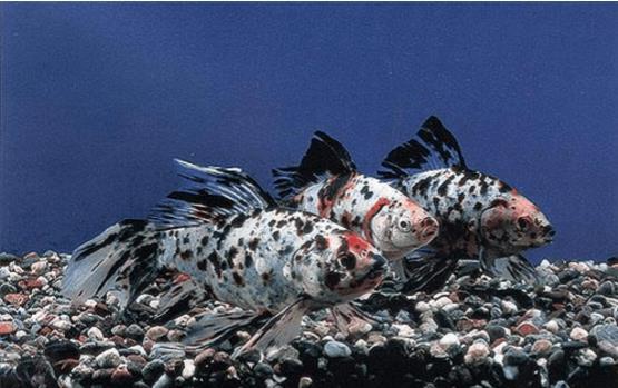 三角狀的魚_三角形魚叫啥_三角形的觀賞魚