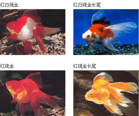 三角形魚叫啥_三角狀的魚_三角形的觀賞魚
