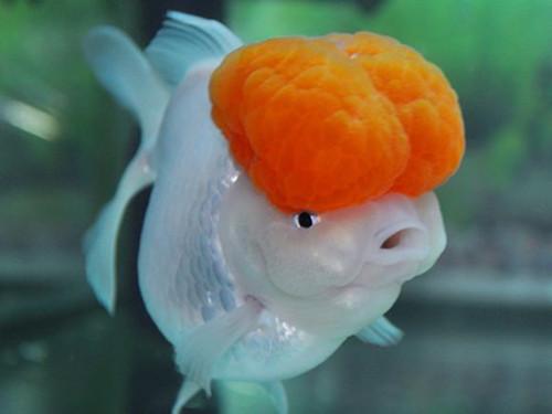 三角狀的魚_三角形魚叫啥_三角形的觀賞魚