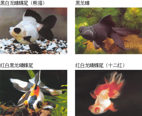 三角狀的魚_三角形魚叫啥_三角形的觀賞魚