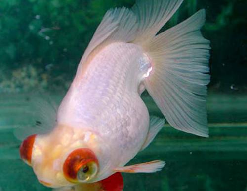 三角形的觀賞魚_三角狀的魚_三角形魚叫啥