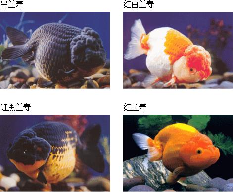 三角形的觀賞魚_三角形魚叫啥_三角狀的魚