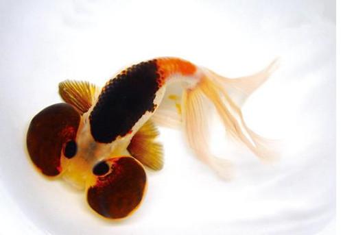 三角形魚叫啥_三角狀的魚_三角形的觀賞魚