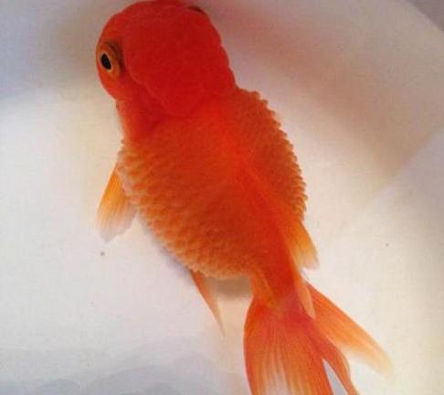觀賞魚肚子大是懷孕嗎_觀賞魚大肚子是怎么回事_大肚子觀賞魚