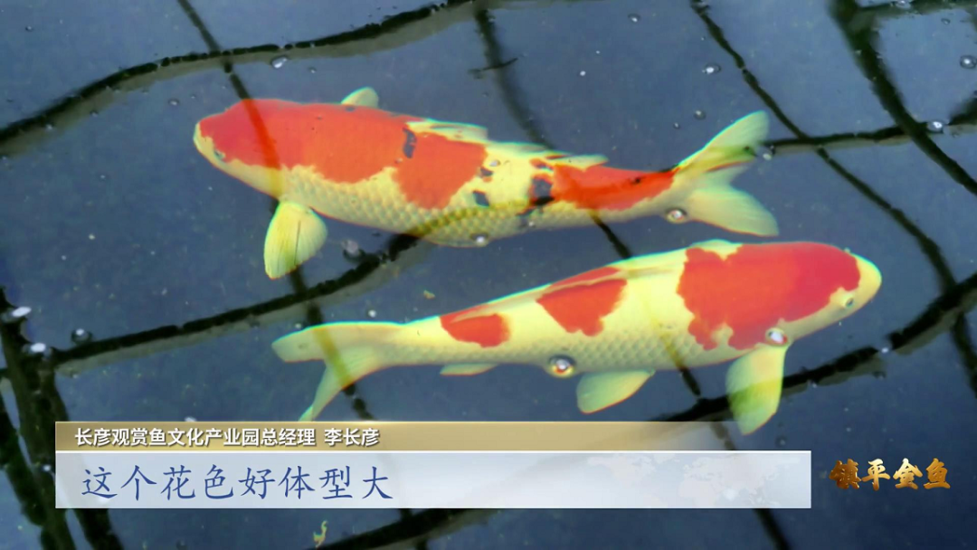 觀賞魚文化_觀賞魚文化鑒賞_觀賞魚文化從古至今的發(fā)展論文