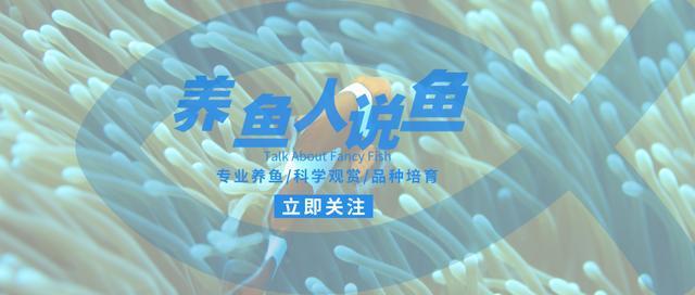 上層魚觀賞魚_觀賞魚中上層魚有哪些_觀賞魚上層魚中層魚底層魚