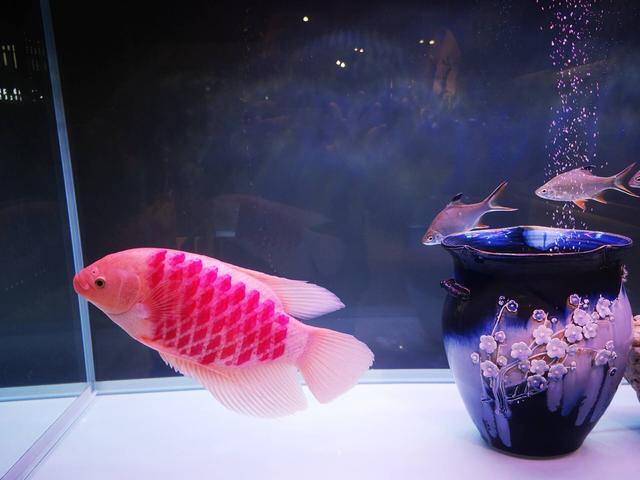 上層魚觀賞魚_觀賞魚上層魚中層魚底層魚_觀賞魚中上層魚有哪些