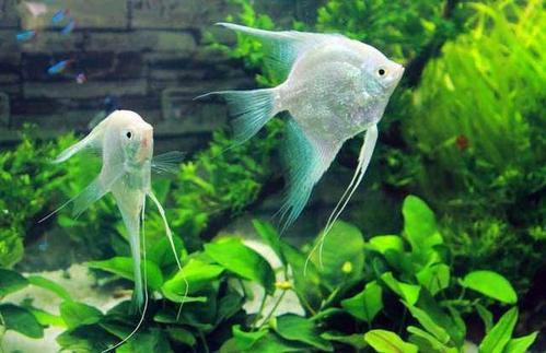 觀賞魚中上層魚有哪些_上層魚觀賞魚_觀賞魚上層魚中層魚底層魚