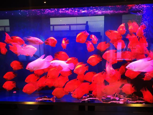 上層魚觀賞魚_觀賞魚上層魚中層魚底層魚_觀賞魚中上層魚有哪些