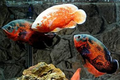 觀賞魚中上層魚有哪些_上層魚觀賞魚_觀賞魚上層魚中層魚底層魚