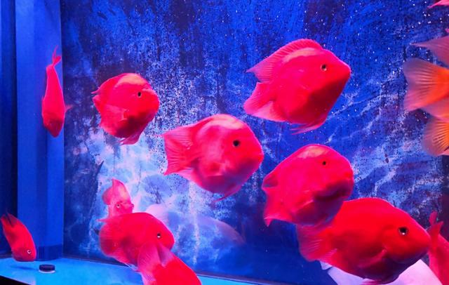上層魚觀賞魚_觀賞魚中上層魚有哪些_觀賞魚上層魚中層魚底層魚