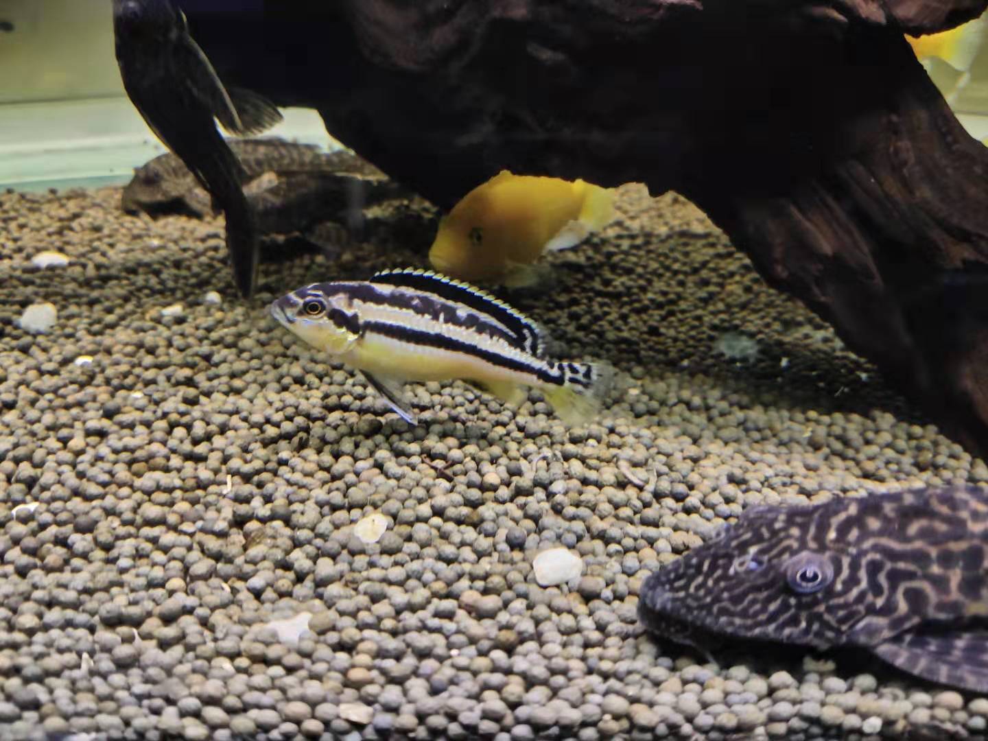 魚鰭特別長(zhǎng)的觀賞魚_觀賞魚魚鰭根部發(fā)紅怎么治_觀賞魚長(zhǎng)魚鰭嗎