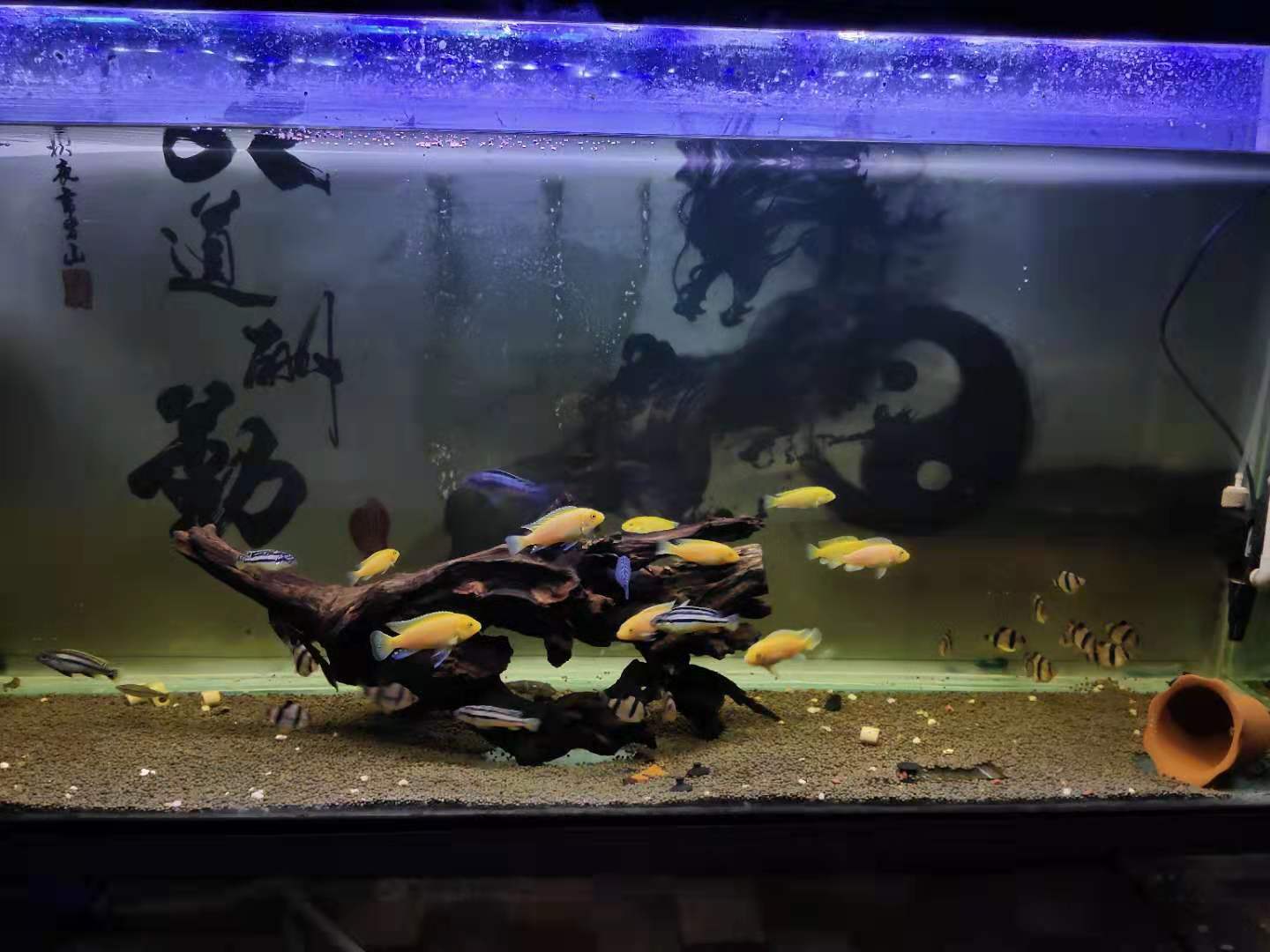 魚鰭特別長(zhǎng)的觀賞魚_觀賞魚長(zhǎng)魚鰭嗎_觀賞魚魚鰭根部發(fā)紅怎么治