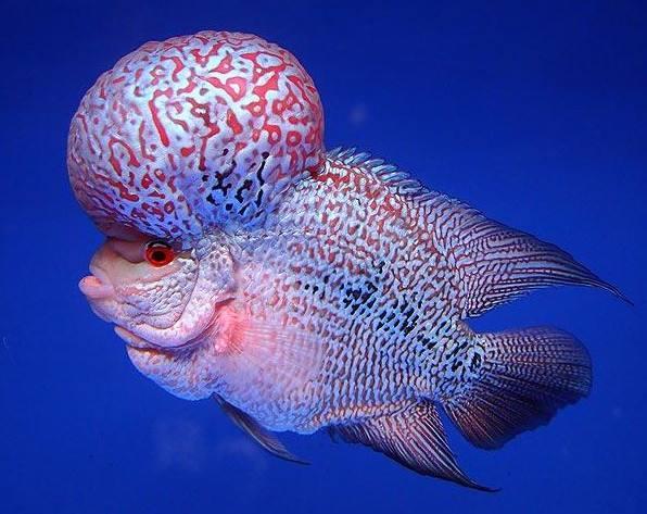 觀賞魚長白點怎么治_觀賞魚長黑斑怎樣治_長須觀賞魚