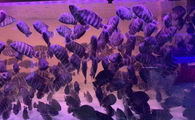 長須觀賞魚_觀賞魚長黑斑怎樣治_觀賞魚長白點怎么治
