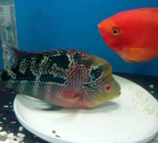 觀賞魚長白點怎么治_觀賞魚長黑斑怎樣治_長須觀賞魚