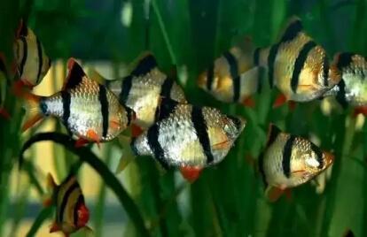 觀賞魚長黑斑怎樣治_觀賞魚長白點怎么治_長須觀賞魚