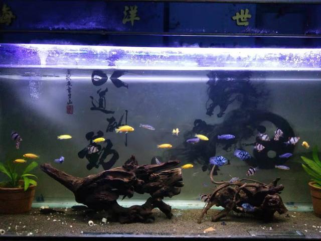 觀賞魚長黑斑怎樣治_觀賞魚長白點怎么治_長須觀賞魚