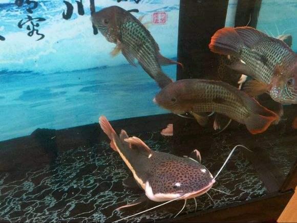 觀賞魚長黑斑怎樣治_長須觀賞魚_觀賞魚長白點怎么治