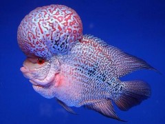 哪些觀賞魚(yú)喜歡在魚(yú)缸里惡搞？就這些，都是殺魚(yú)不用償命的貨色
