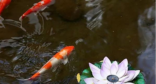 冷水觀賞魚哪種好養_家養冷水觀賞魚_冷水觀賞魚養什么好
