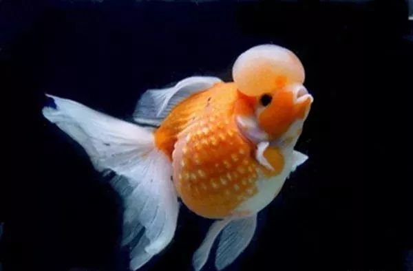 冷水觀賞魚養什么好_冷水觀賞魚哪種好養_家養冷水觀賞魚