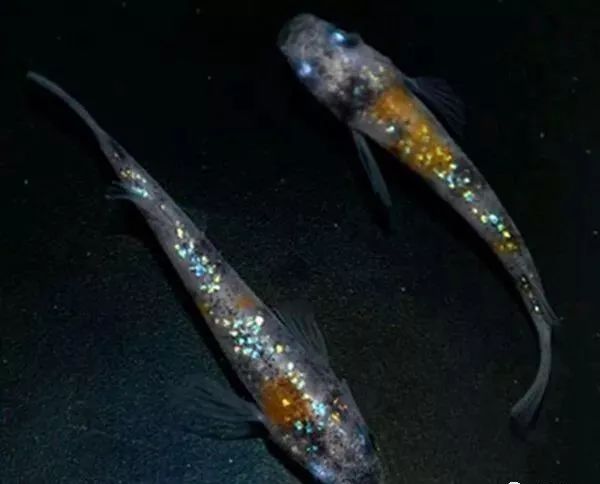 家養冷水觀賞魚_冷水觀賞魚養什么好_冷水觀賞魚哪種好養