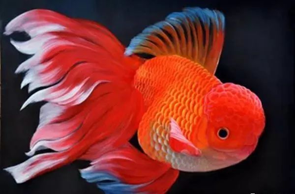 冷水觀賞魚哪種好養_冷水觀賞魚養什么好_家養冷水觀賞魚