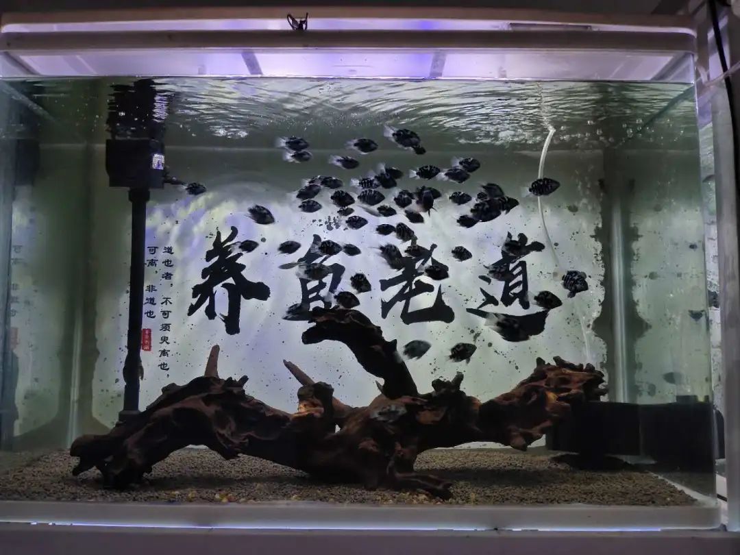 單獨(dú)飼養(yǎng)的觀賞魚_單獨(dú)飼養(yǎng)的觀賞魚_單獨(dú)飼養(yǎng)的觀賞魚