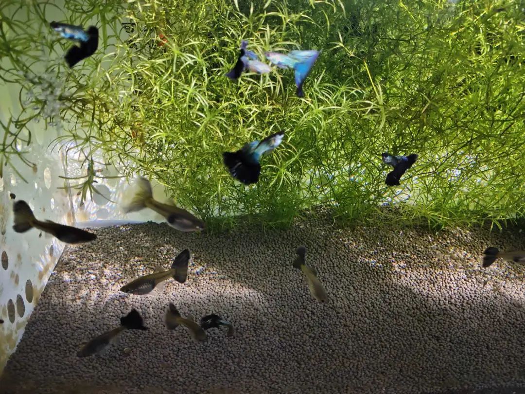 單獨(dú)飼養(yǎng)的觀賞魚_單獨(dú)飼養(yǎng)的觀賞魚_單獨(dú)飼養(yǎng)的觀賞魚