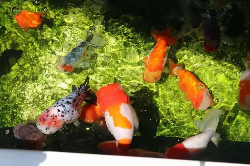 單獨(dú)飼養(yǎng)的觀賞魚_單獨(dú)飼養(yǎng)的觀賞魚_單獨(dú)飼養(yǎng)的觀賞魚