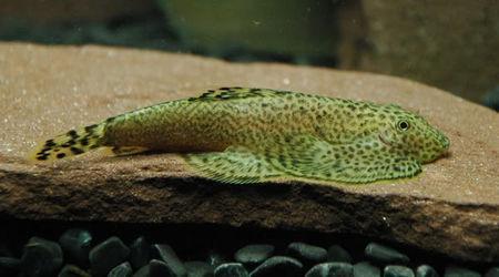 適合單養的大型魚_觀賞魚單養那種好看_適合單養的大型觀賞魚