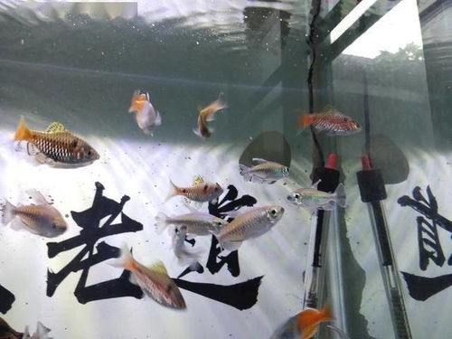 觀賞魚單養那種好看_適合單養的大型魚_適合單養的大型觀賞魚