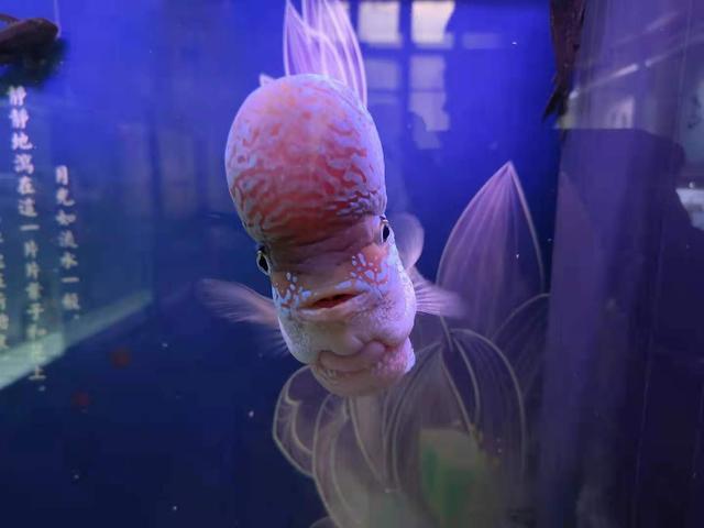 觀賞養魚條好不好_觀賞魚養兩條好嗎_觀賞養魚條好養嗎