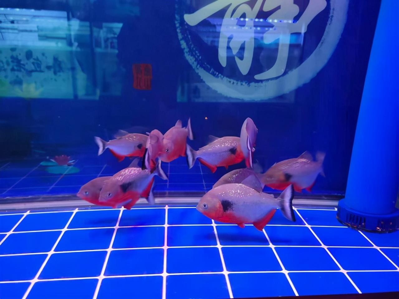 觀賞養魚條好養嗎_觀賞養魚條好不好_觀賞魚養兩條好嗎