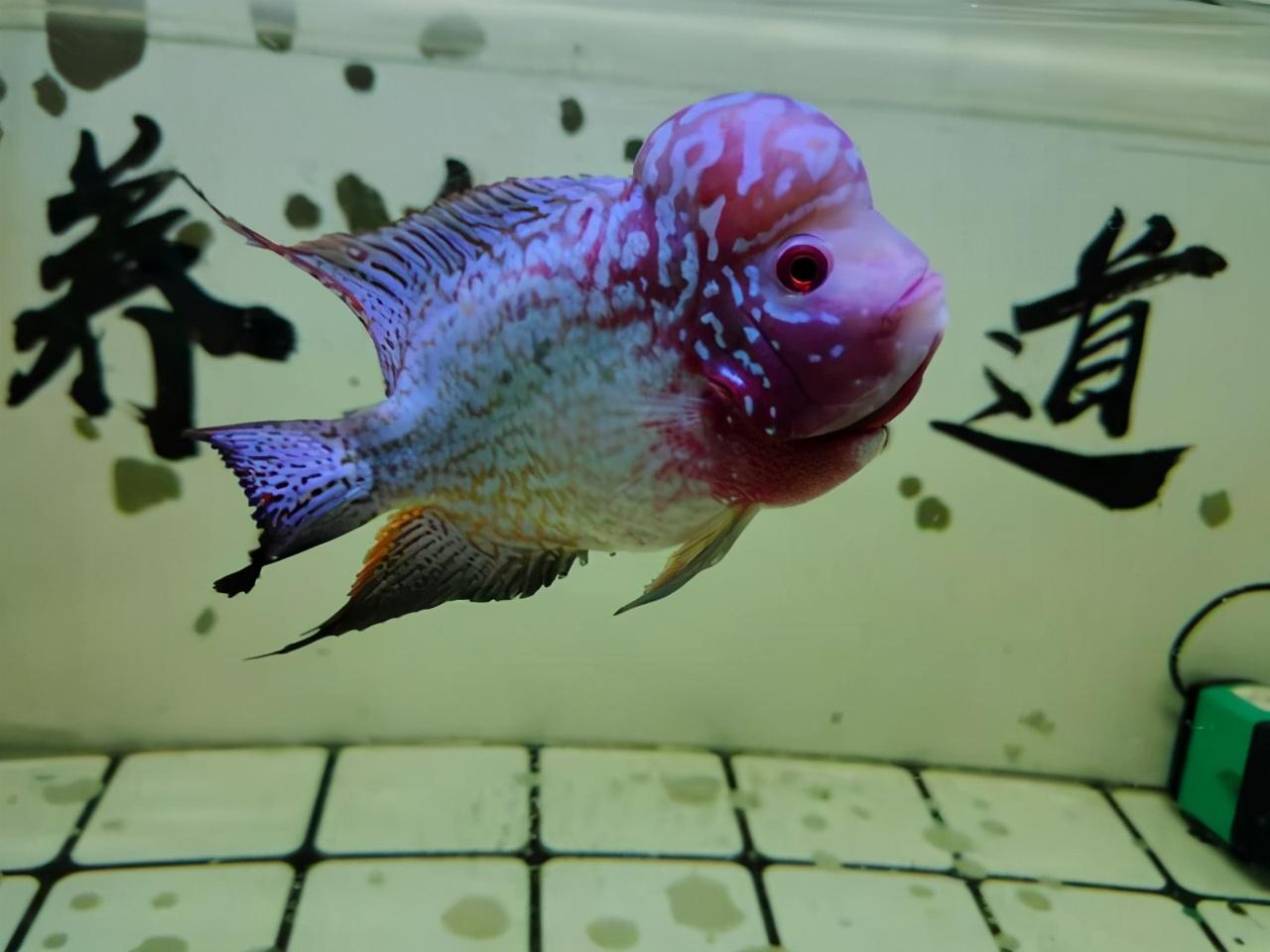 觀賞養魚條好養嗎_觀賞養魚條好不好_觀賞魚養兩條好嗎