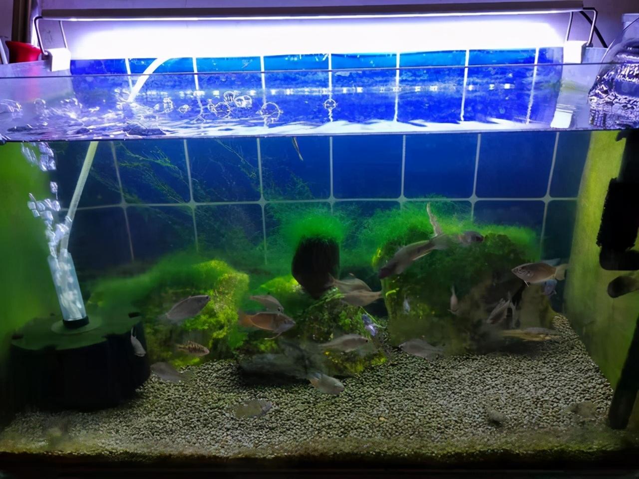 觀賞養魚條好不好_觀賞魚養兩條好嗎_觀賞養魚條好養嗎
