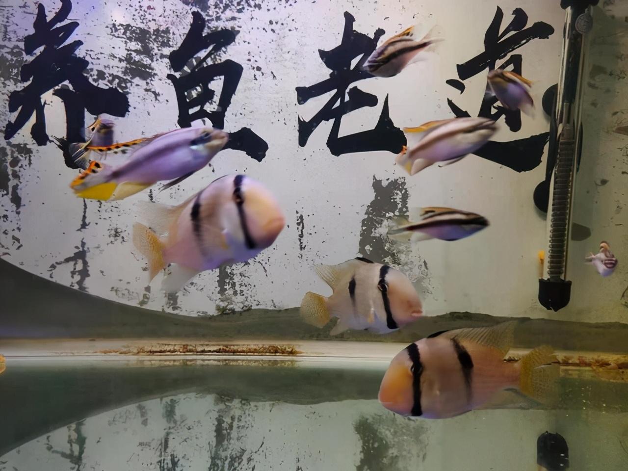 觀賞養魚條好養嗎_觀賞養魚條好不好_觀賞魚養兩條好嗎
