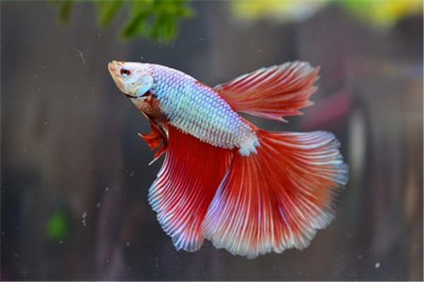 觀賞魚養(yǎng)什么魚賺錢_觀賞魚行業(yè)如何年賺百萬_觀賞魚掙錢嗎