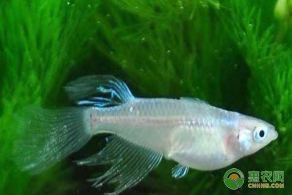 冬天養魚怎么樣_觀賞冬養魚天天換水嗎_冬天養什么觀賞魚